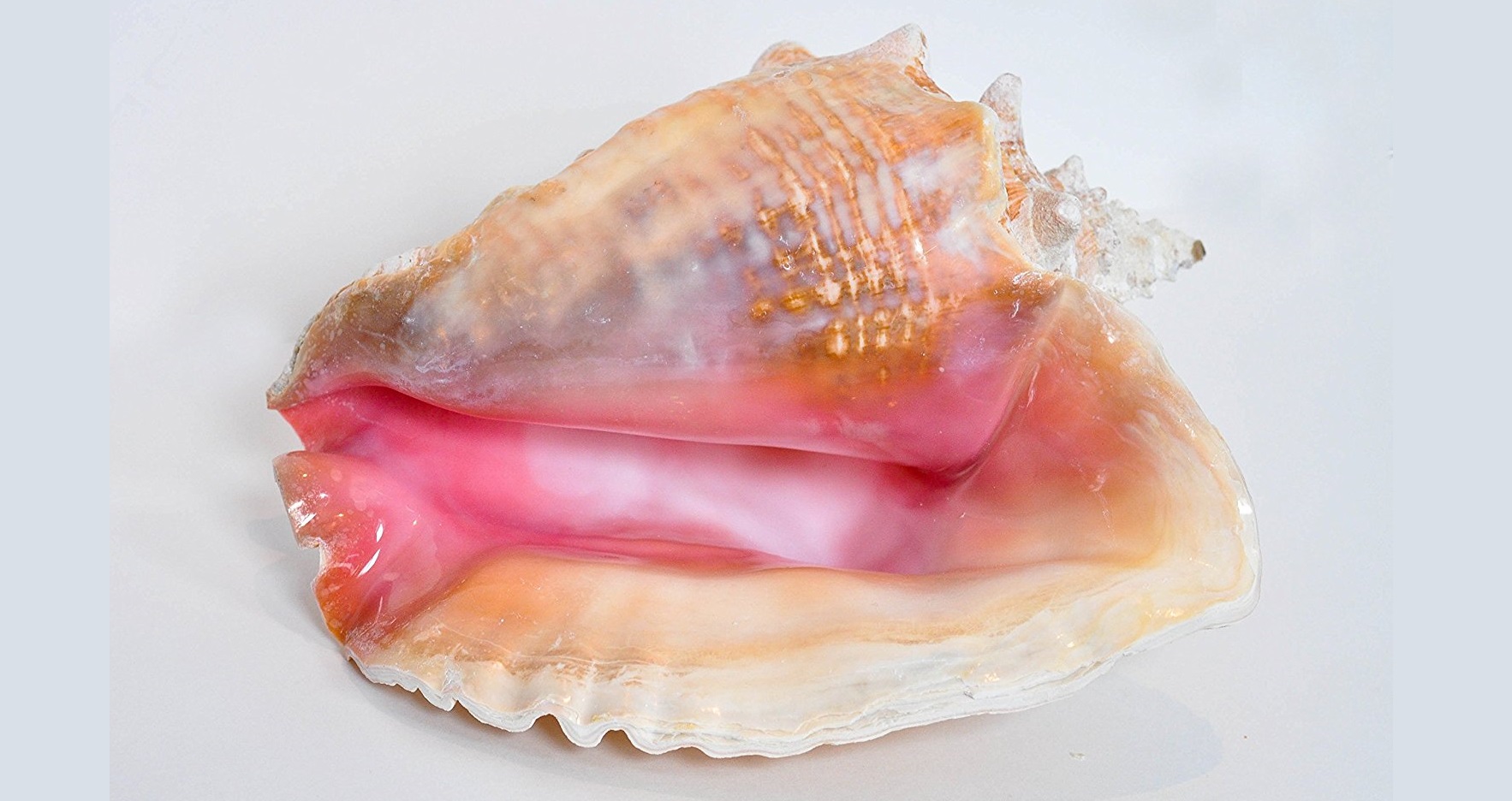 Bahamas Pink Conch Shell