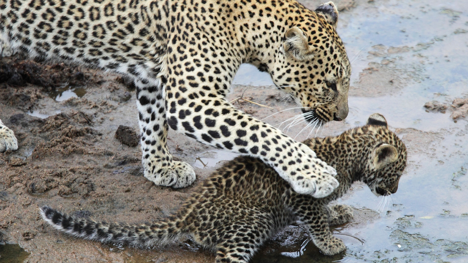 Leopard and Cub