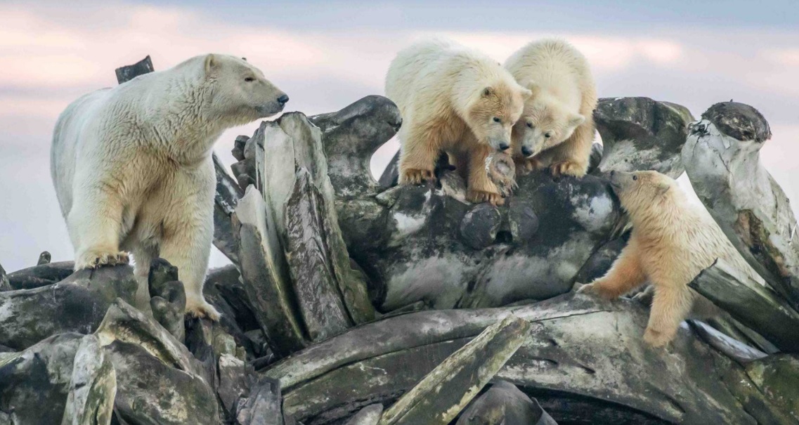 Polar bear with her babies so beautiful.