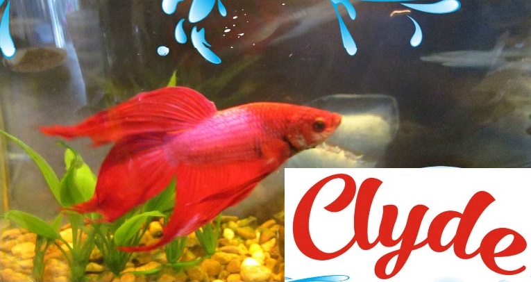 The Incredibly True Adventures of CLYDE the Betta Fish 