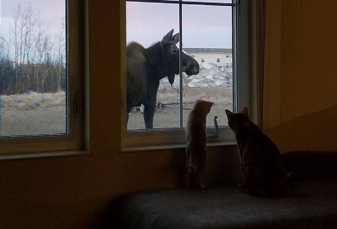Cats checking out a Moose