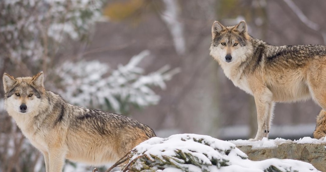 Wolves of Yellowstone