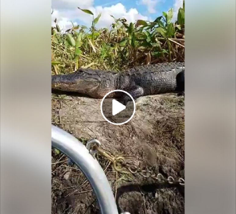 Adrenaline Rush Alligator