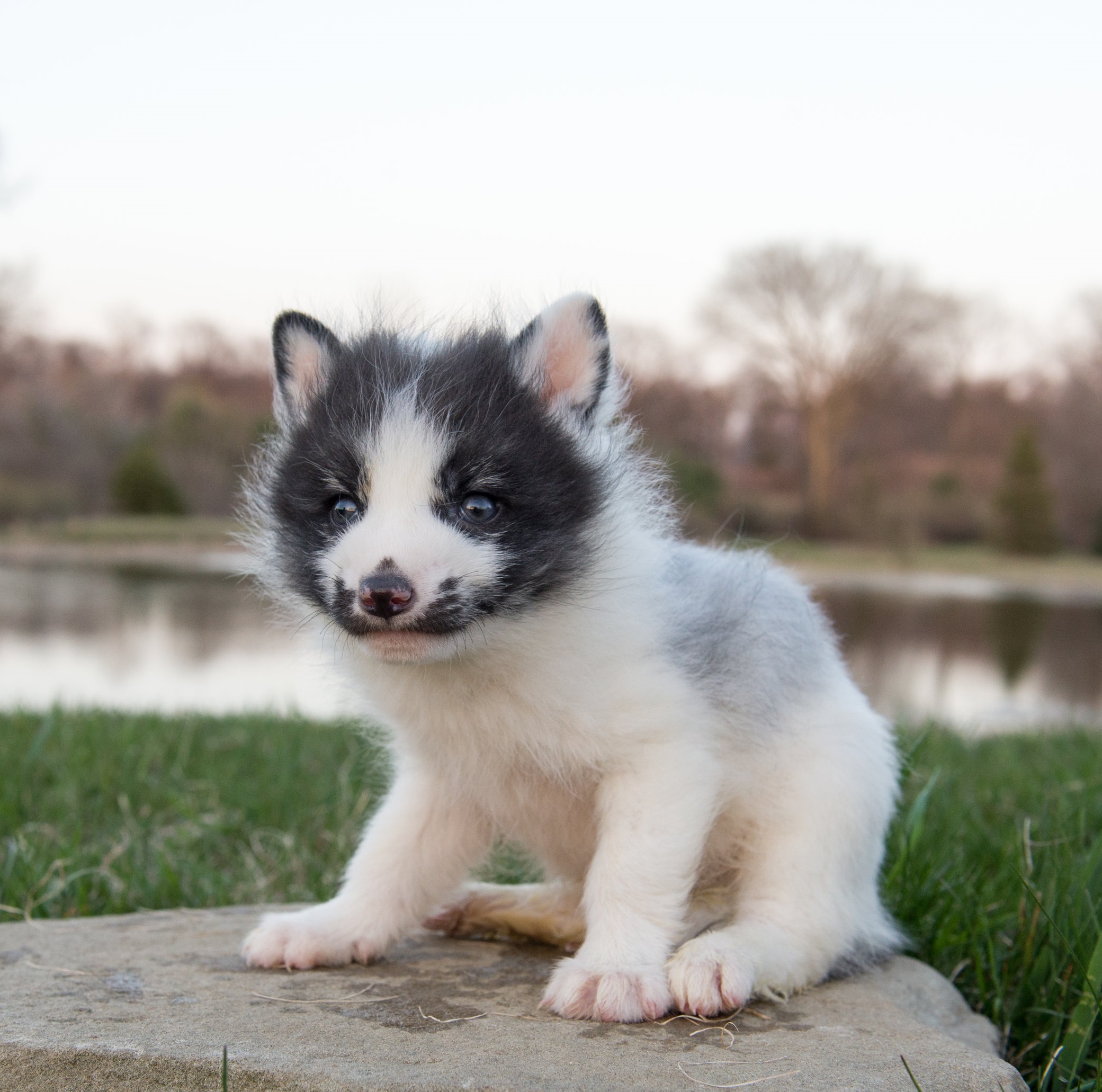 Canadian Marble Fox – AnythingEverything